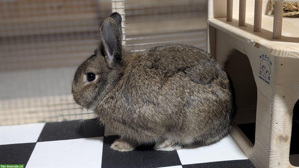 Bild 2: 3 Zwergkaninchen, 2 Weibchen und 1 Männchen