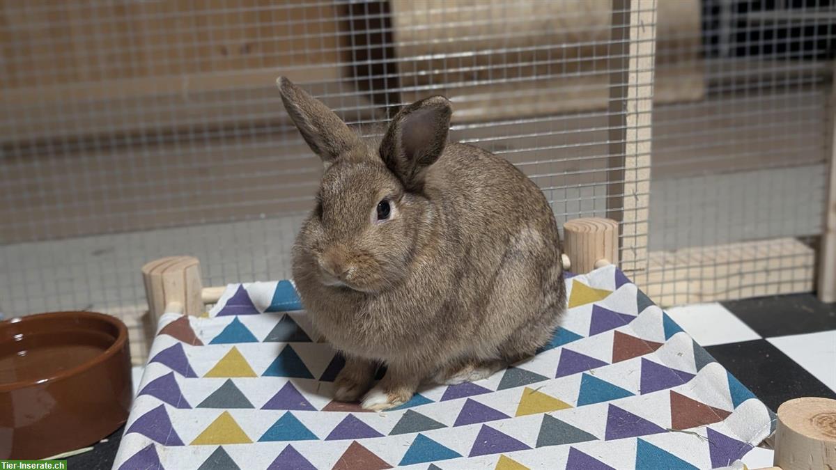 Bild 3: 3 Zwergkaninchen, 2 Weibchen und 1 Männchen