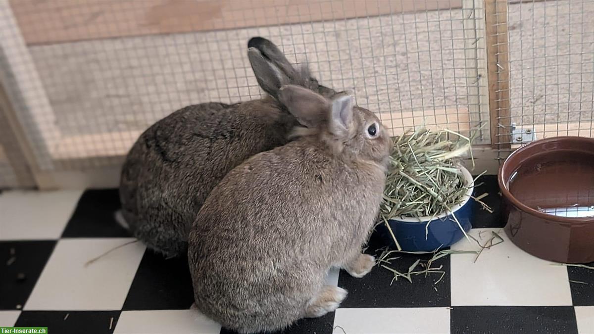 Bild 4: 3 Zwergkaninchen, 2 Weibchen und 1 Männchen