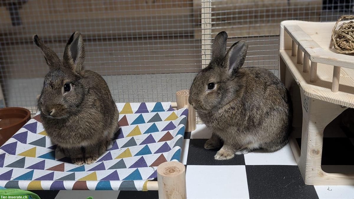 Bild 5: 3 Zwergkaninchen, 2 Weibchen und 1 Männchen