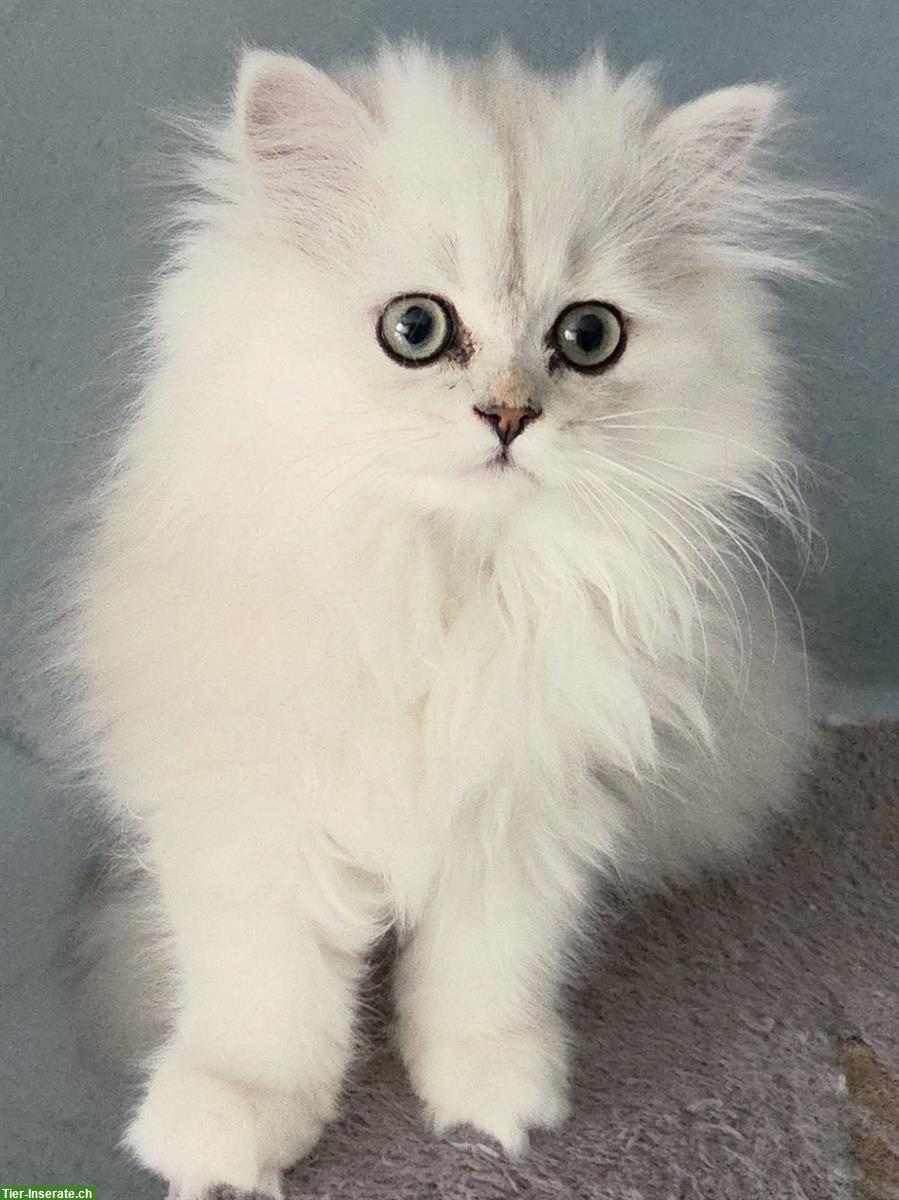 Perser Kitten (Kater) chinchilla, reinrassig