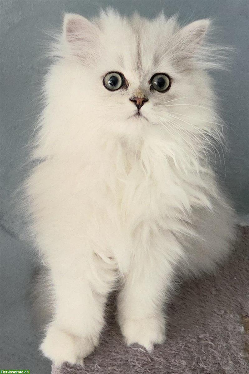 Bild 2: Perser Kitten (Kater) chinchilla, reinrassig