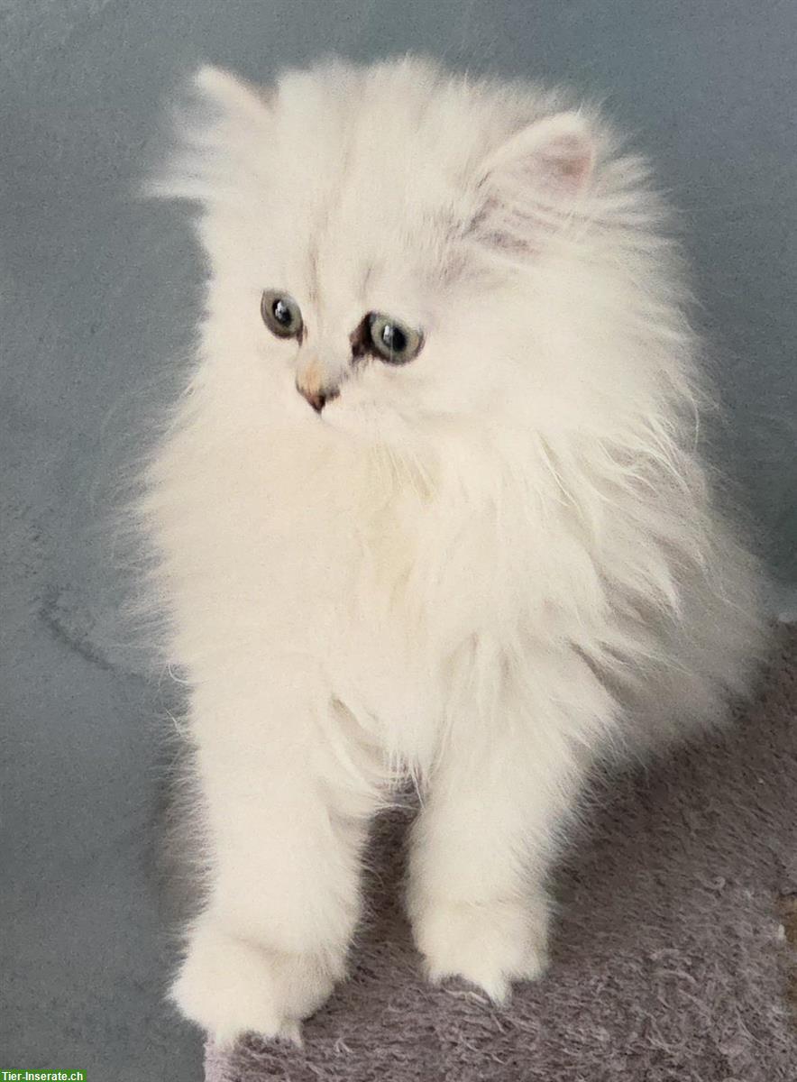 Bild 3: Perser Kitten (Kater) chinchilla, reinrassig