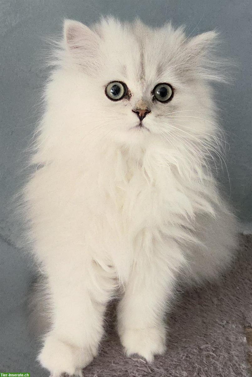 Bild 4: Perser Kitten (Kater) chinchilla, reinrassig
