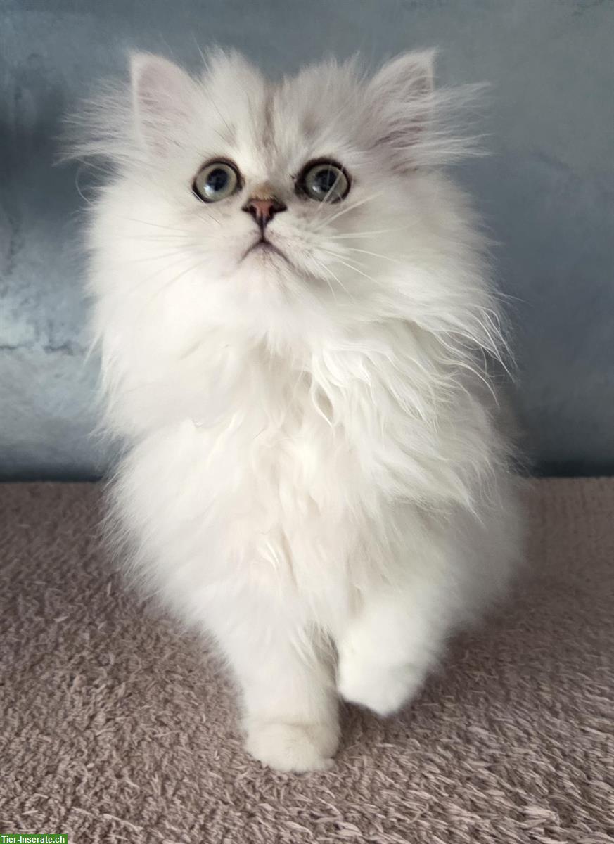 Bild 5: Perser Kitten (Kater) chinchilla, reinrassig