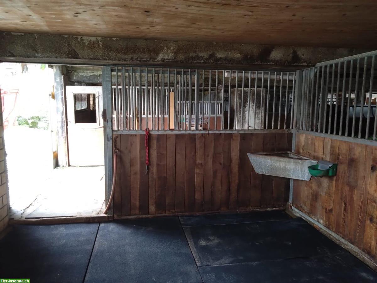 Grosse, helle Pferdeboxe auf Bauernhof zu vermieten, Ruswil LU