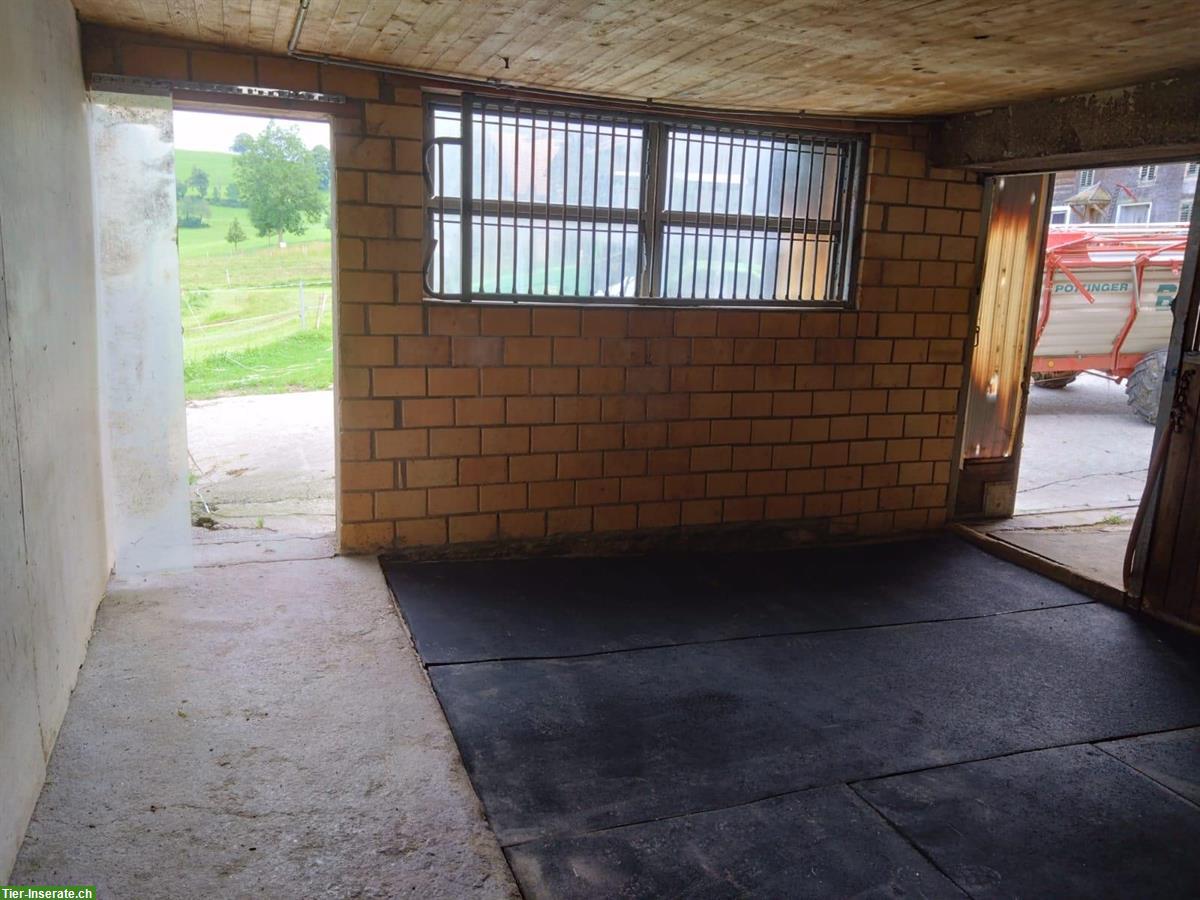 Bild 2: Grosse, helle Pferdeboxe auf Bauernhof zu vermieten, Ruswil LU