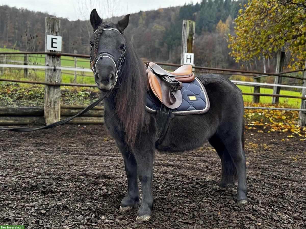 Liebevolle typische Shetty Stute, 102cm zu verkaufen