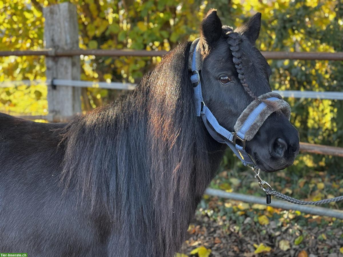 Bild 3: Liebevolle typische Shetty Stute, 102cm zu verkaufen