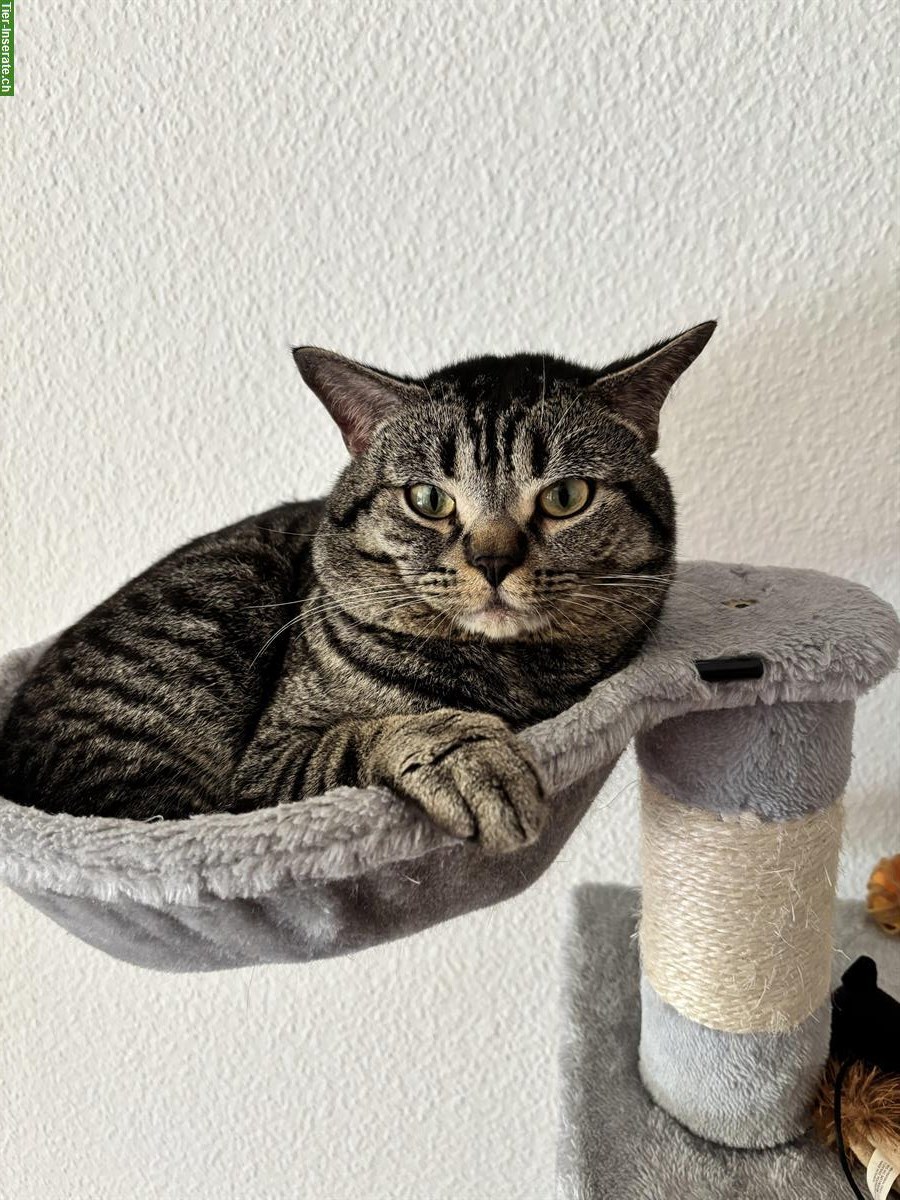 Balu, eine Europäisch Kurzhaar Kater, 1-jährig