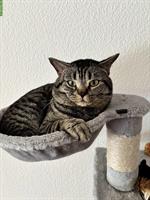 Balu, eine Europäisch Kurzhaar Kater, 1-jährig