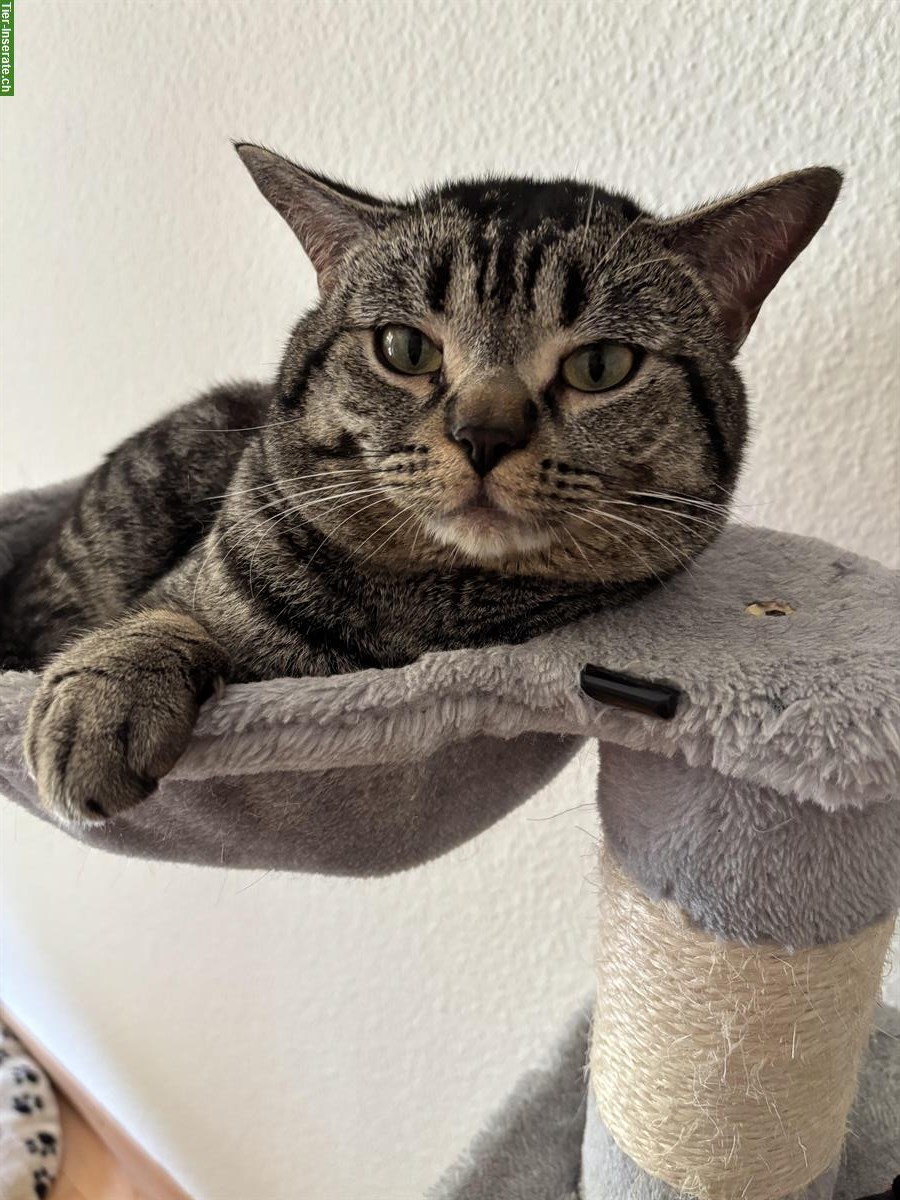 Bild 2: Balu, eine Europäisch Kurzhaar Kater, 1-jährig