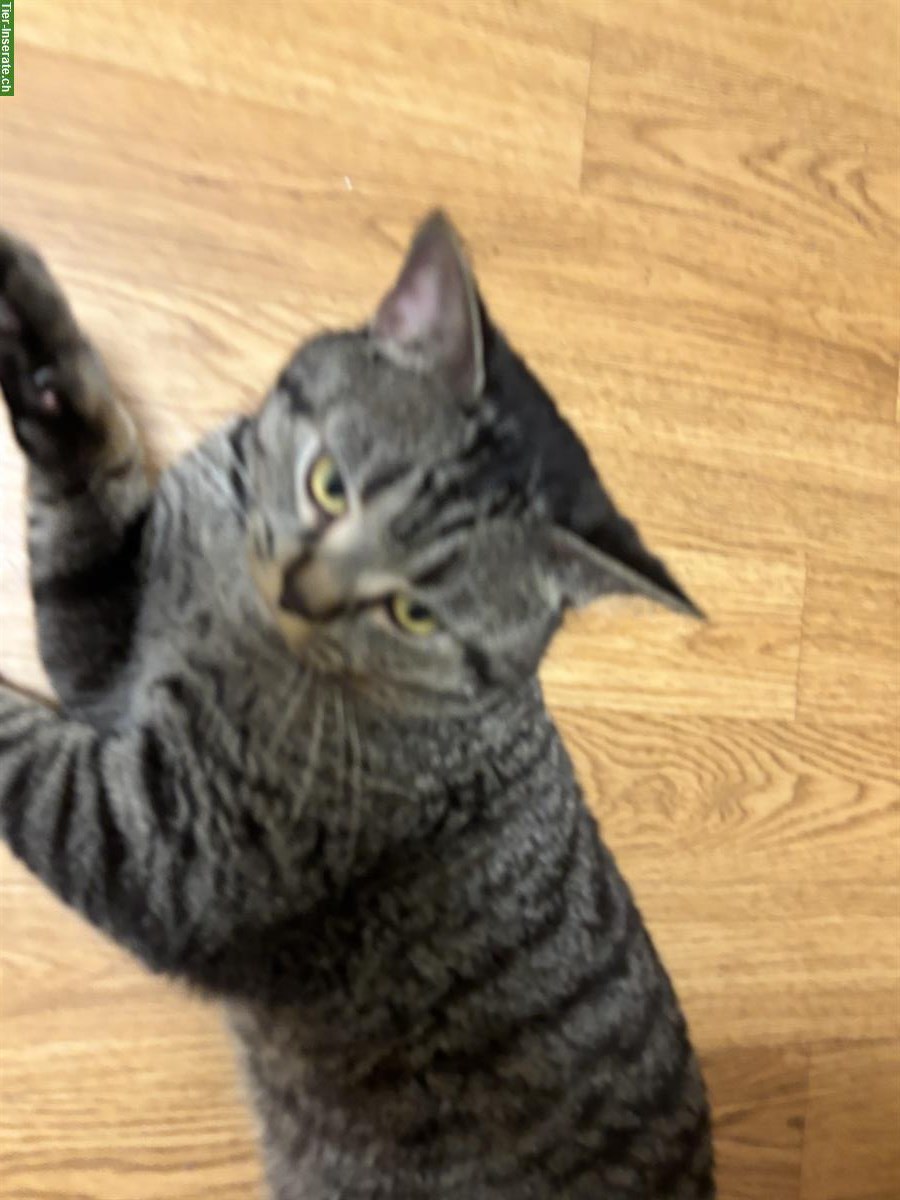 Bild 3: Balu, eine Europäisch Kurzhaar Kater, 1-jährig