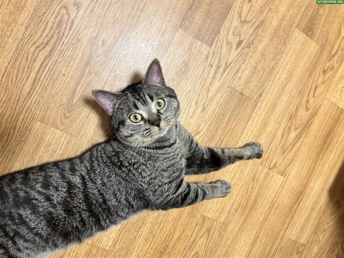 Bild 4: Balu, eine Europäisch Kurzhaar Kater, 1-jährig