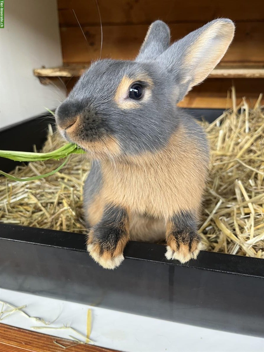 Junge Blau- und Braun-Lohkaninchen (Kleinrasse)