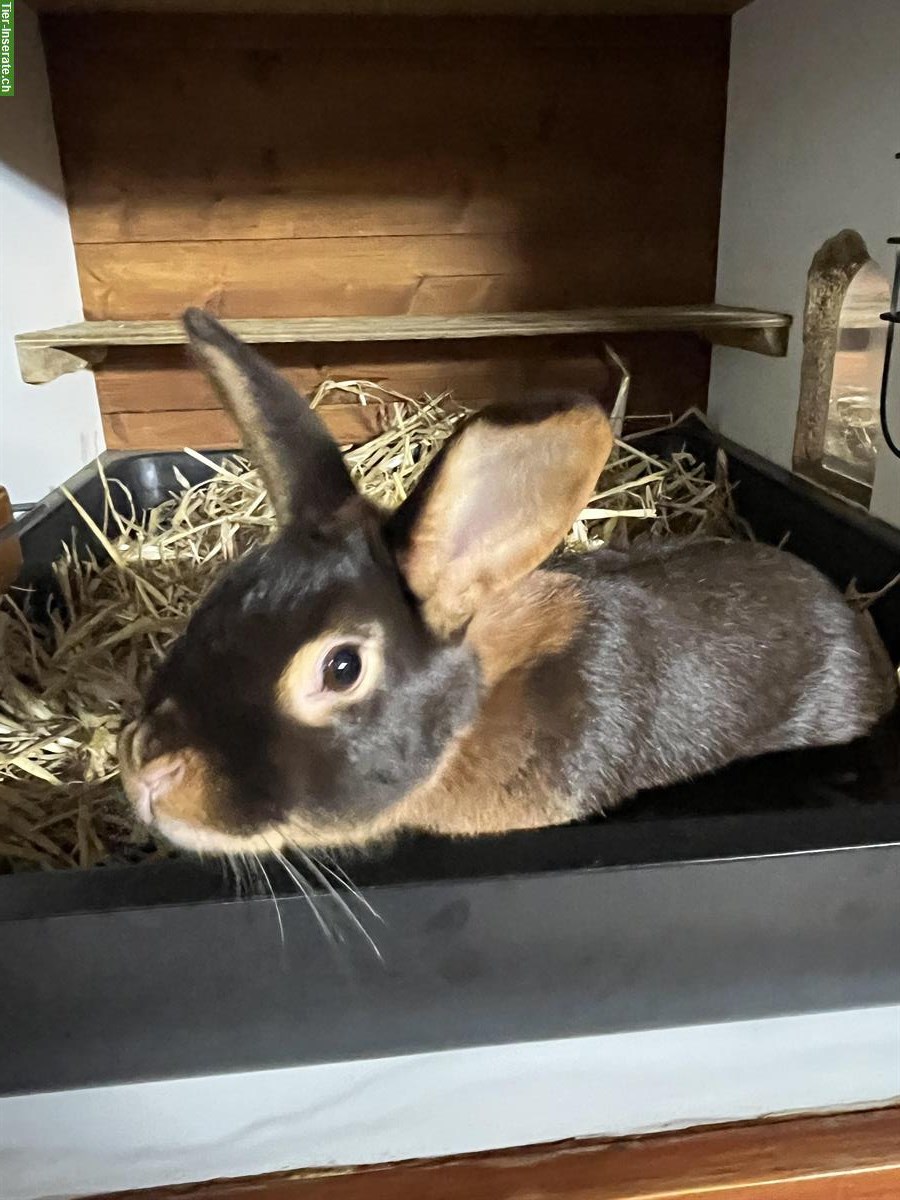 Bild 2: Junge Blau- und Braun-Lohkaninchen (Kleinrasse)