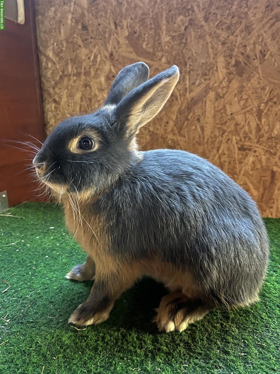 Bild 3: Junge Blau- und Braun-Lohkaninchen (Kleinrasse)