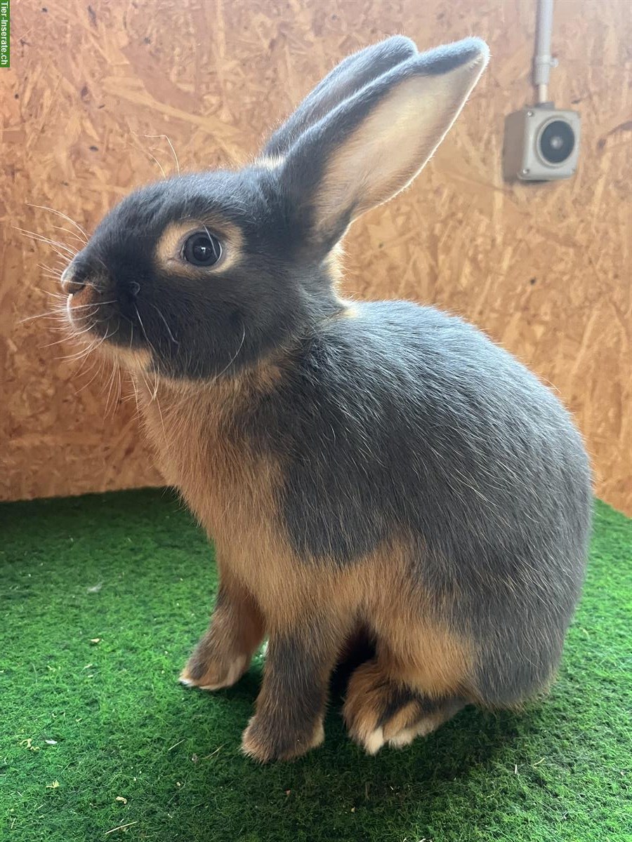 Bild 4: Junge Blau- und Braun-Lohkaninchen (Kleinrasse)