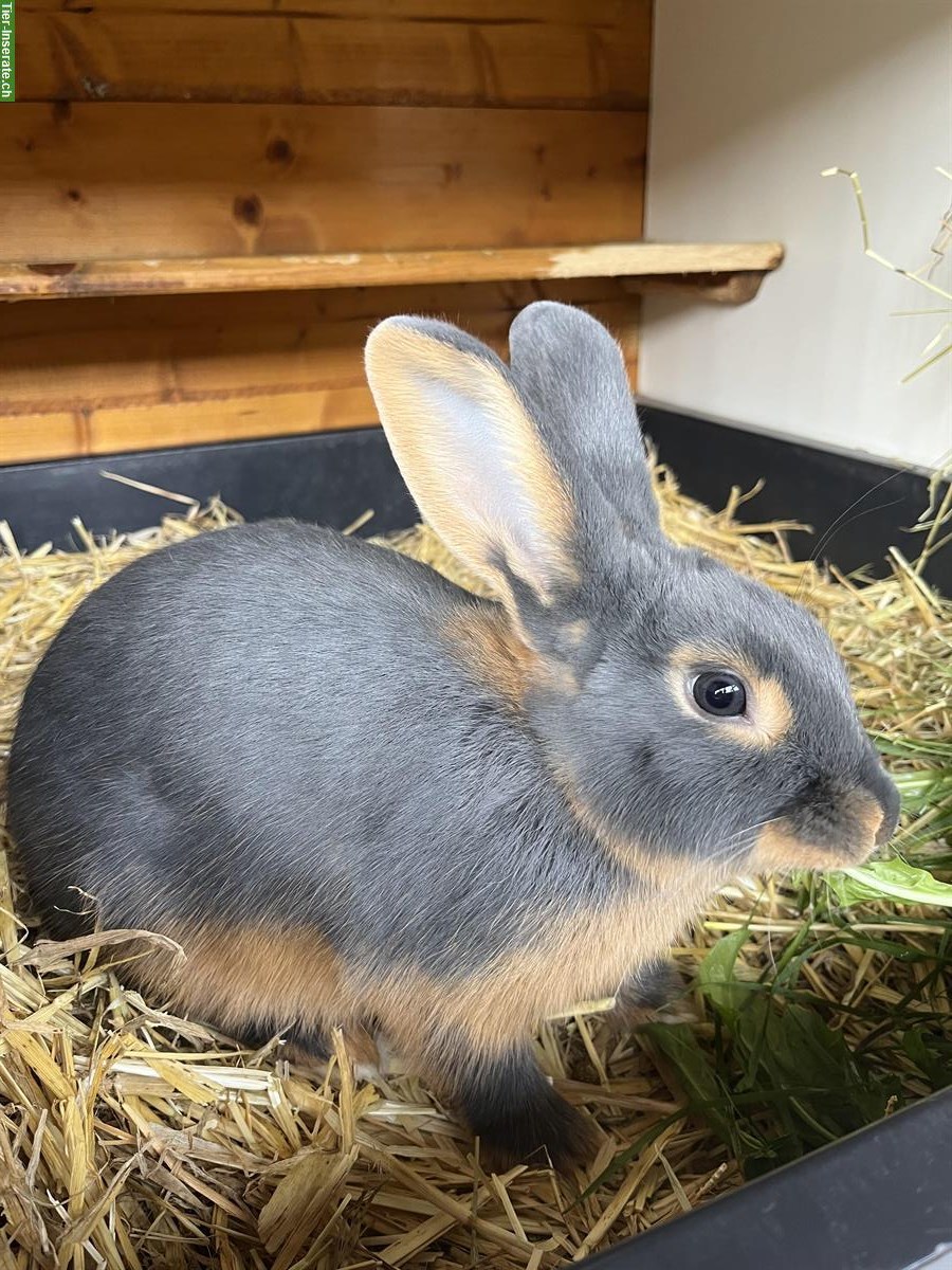 Bild 5: Junge Blau- und Braun-Lohkaninchen (Kleinrasse)