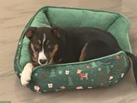 Appenzeller Hund Welpen, weiblich, 3 Monate alt