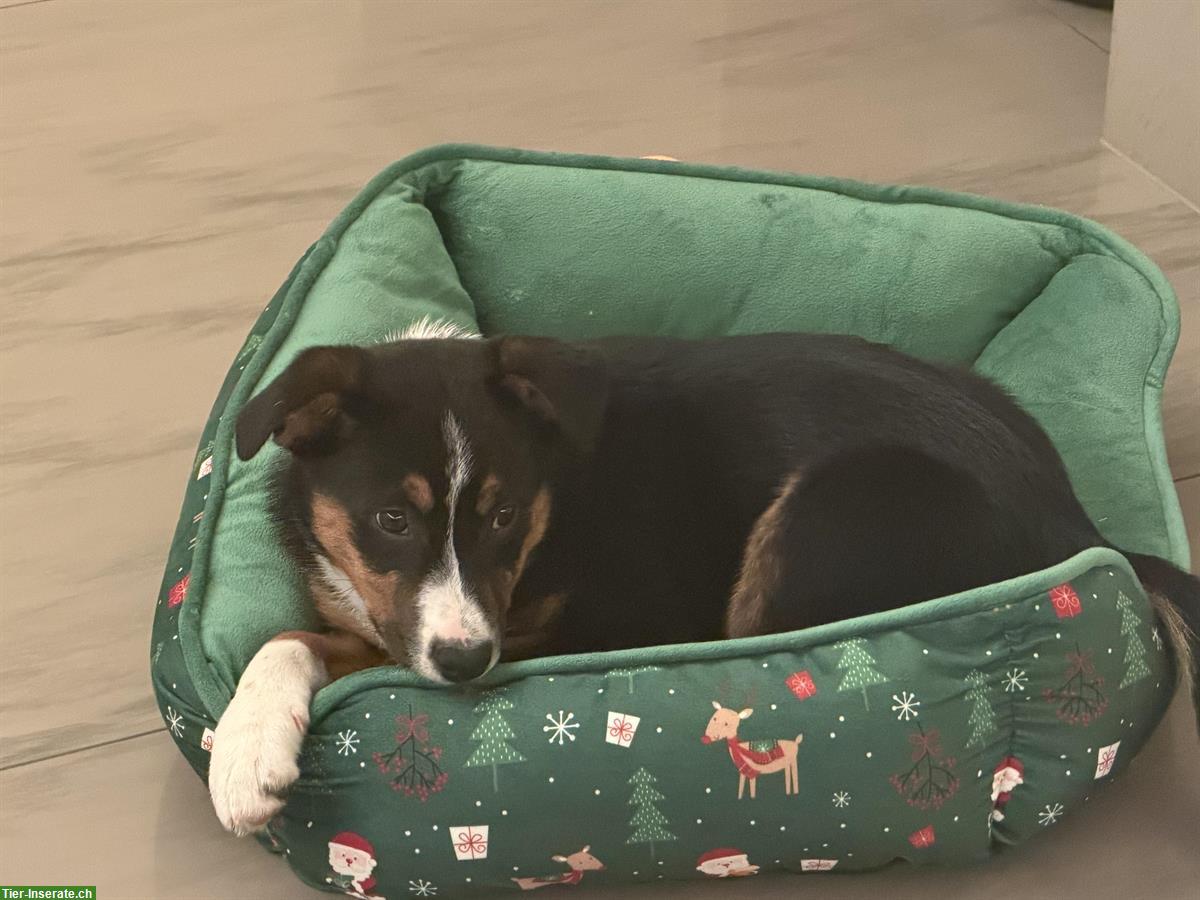 Bild 2: Appenzeller Hund Welpen, weiblich, 3 Monate alt