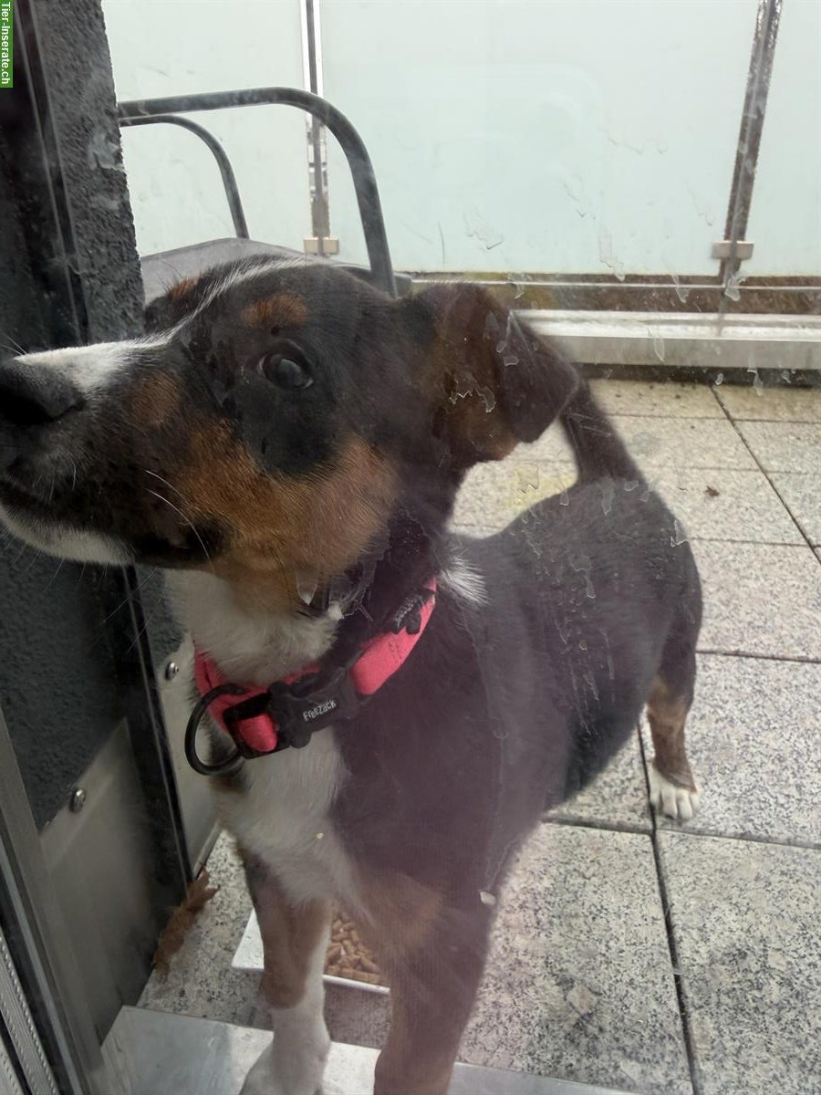 Bild 3: Appenzeller Hund Welpen, weiblich, 3 Monate alt