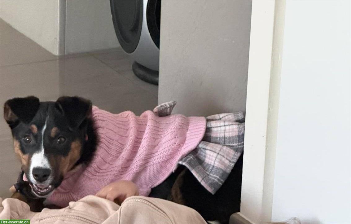 Bild 5: Appenzeller Hund Welpen, weiblich, 3 Monate alt