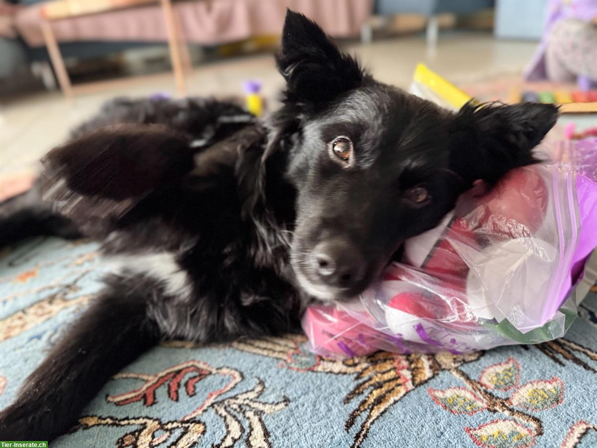 Hündin Avani auf der Suche nach dem grossen Glück