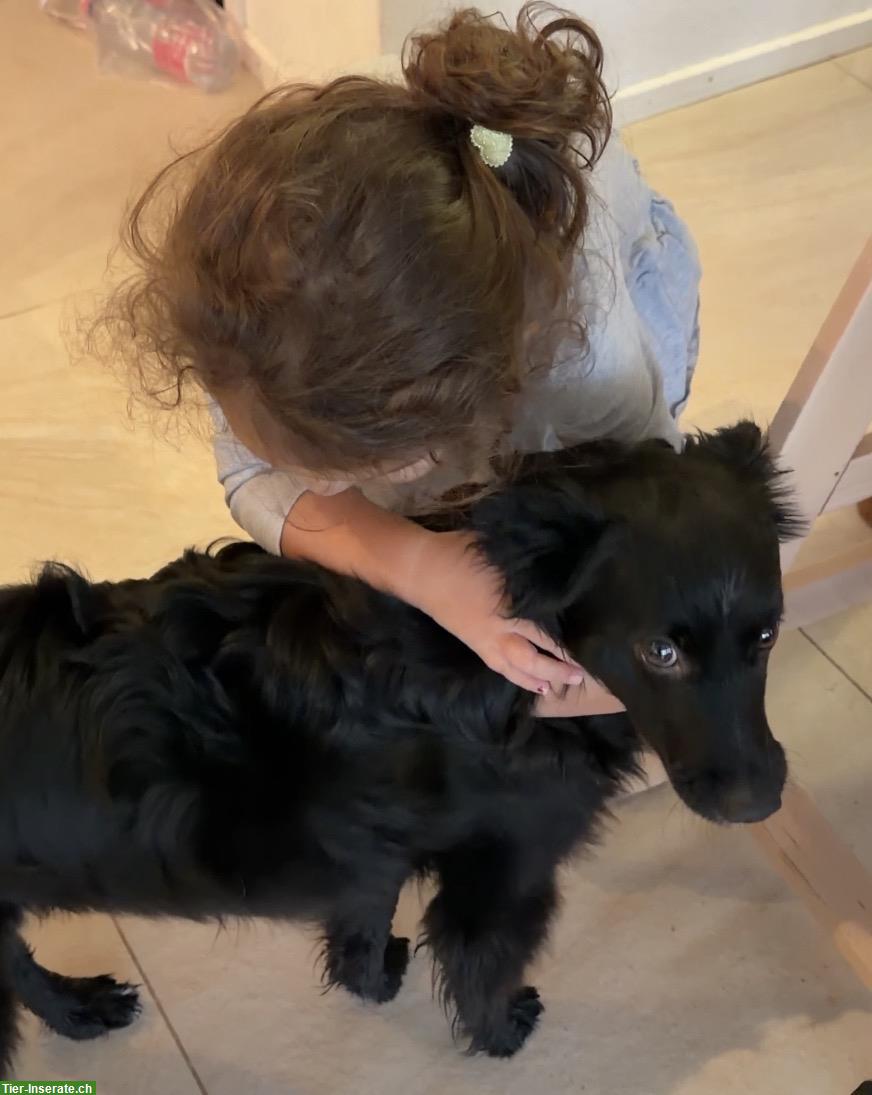 Bild 2: Hündin Avani auf der Suche nach dem grossen Glück