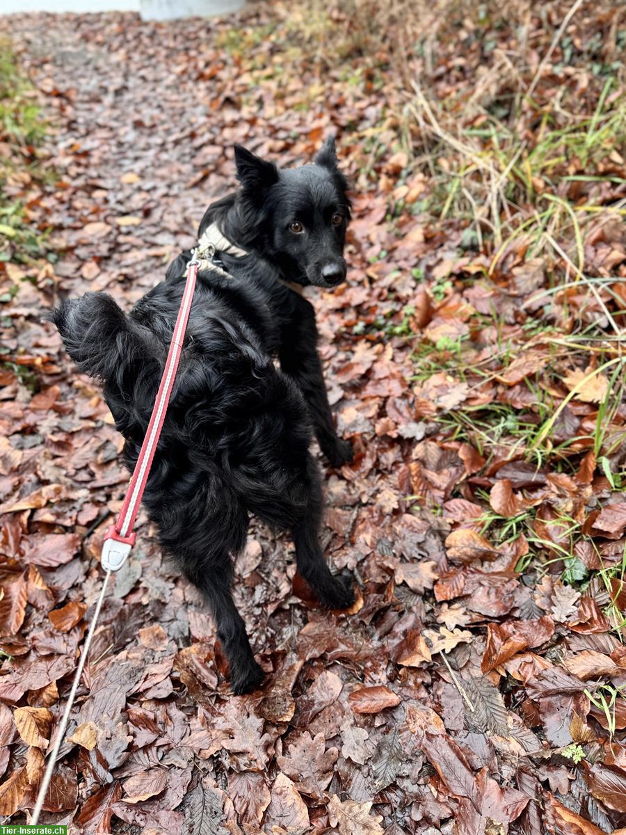 Bild 3: Hündin Avani auf der Suche nach dem grossen Glück