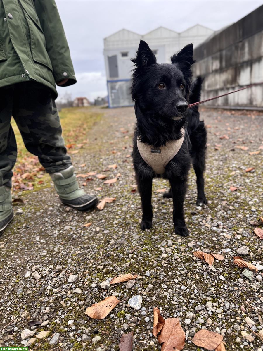 Bild 4: Hündin Avani auf der Suche nach dem grossen Glück