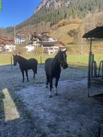 Pferdepensionsplatz zu vergeben im Prättigau GR