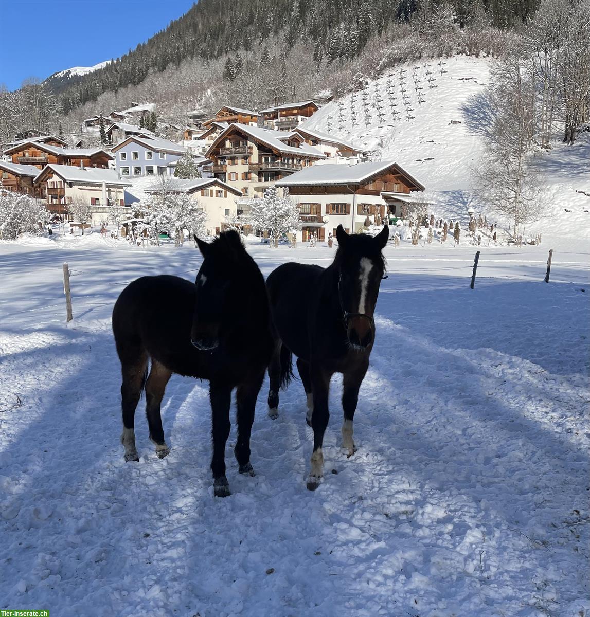 Bild 2: Pferdepensionsplatz zu vergeben im Prättigau GR