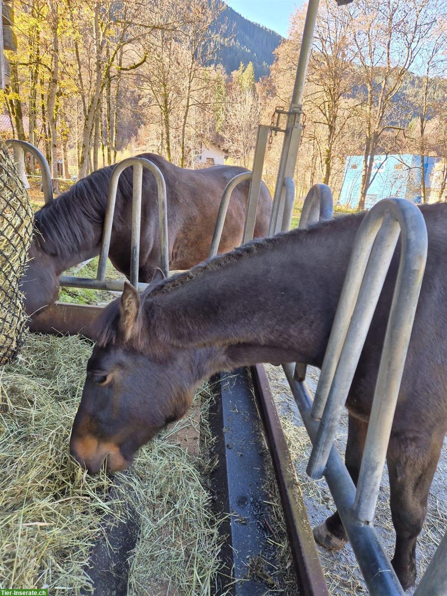Bild 3: Pferdepensionsplatz zu vergeben im Prättigau GR