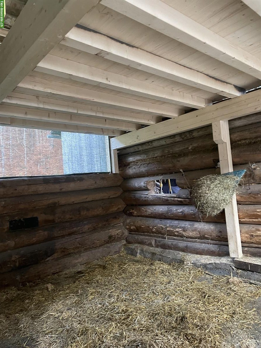 Bild 4: Pferdepensionsplatz zu vergeben im Prättigau GR