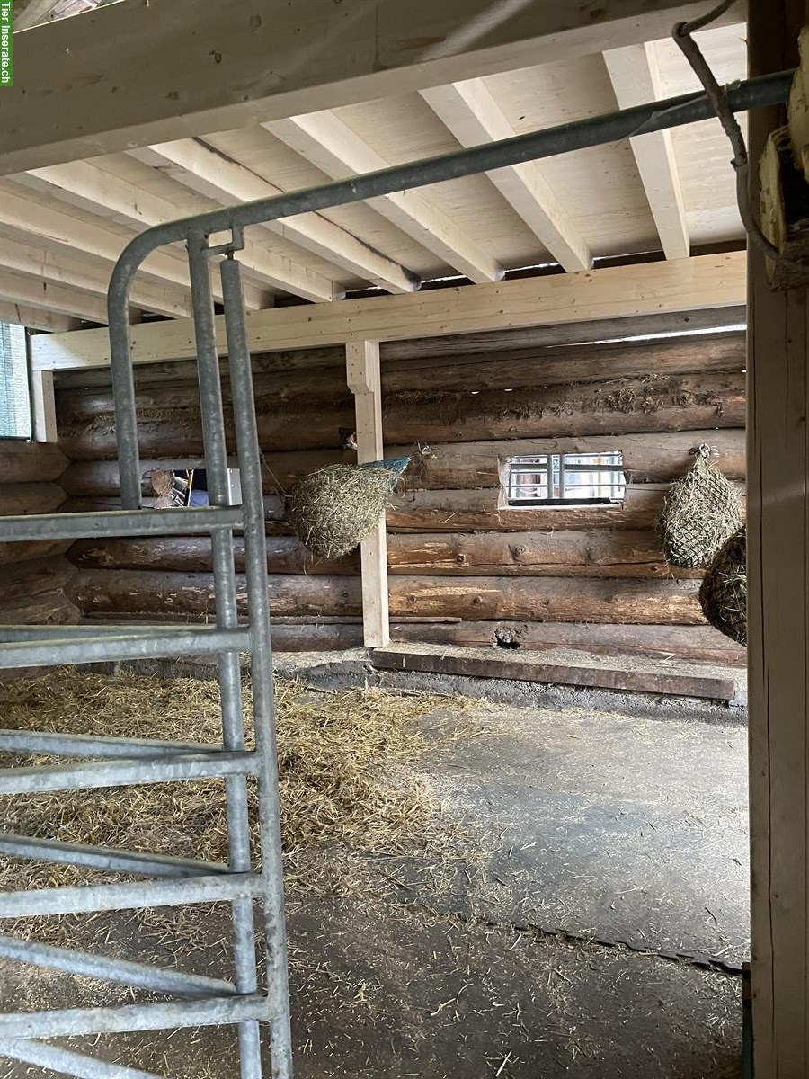 Bild 5: Pferdepensionsplatz zu vergeben im Prättigau GR