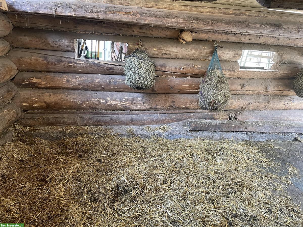 Bild 6: Pferdepensionsplatz zu vergeben im Prättigau GR