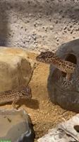 2 Leopardgeckos zu verschenken, auch mit Terrarium...