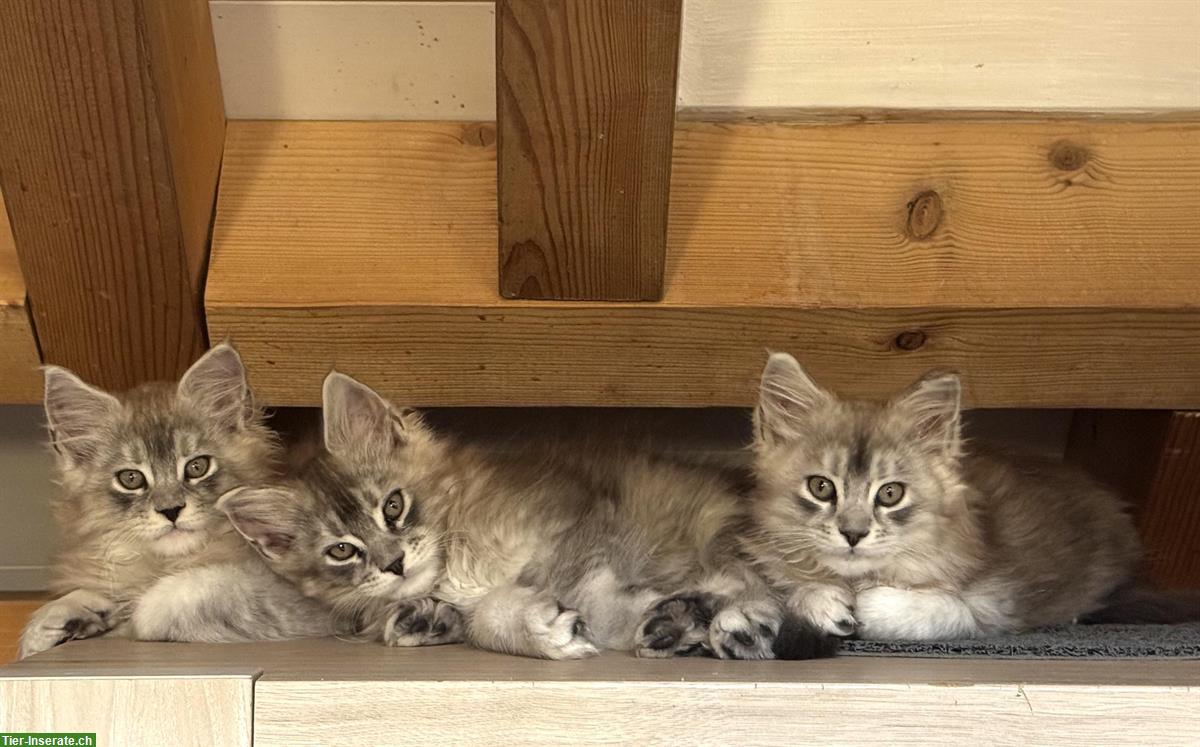Maine Coon Kitten mit FFH-Stammbaum aus seriöser Zucht