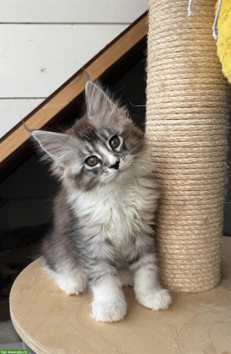 Bild 2: Maine Coon Kitten mit FFH-Stammbaum aus seriöser Zucht