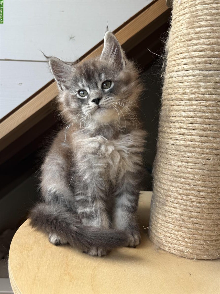 Bild 3: Maine Coon Kitten mit FFH-Stammbaum aus seriöser Zucht