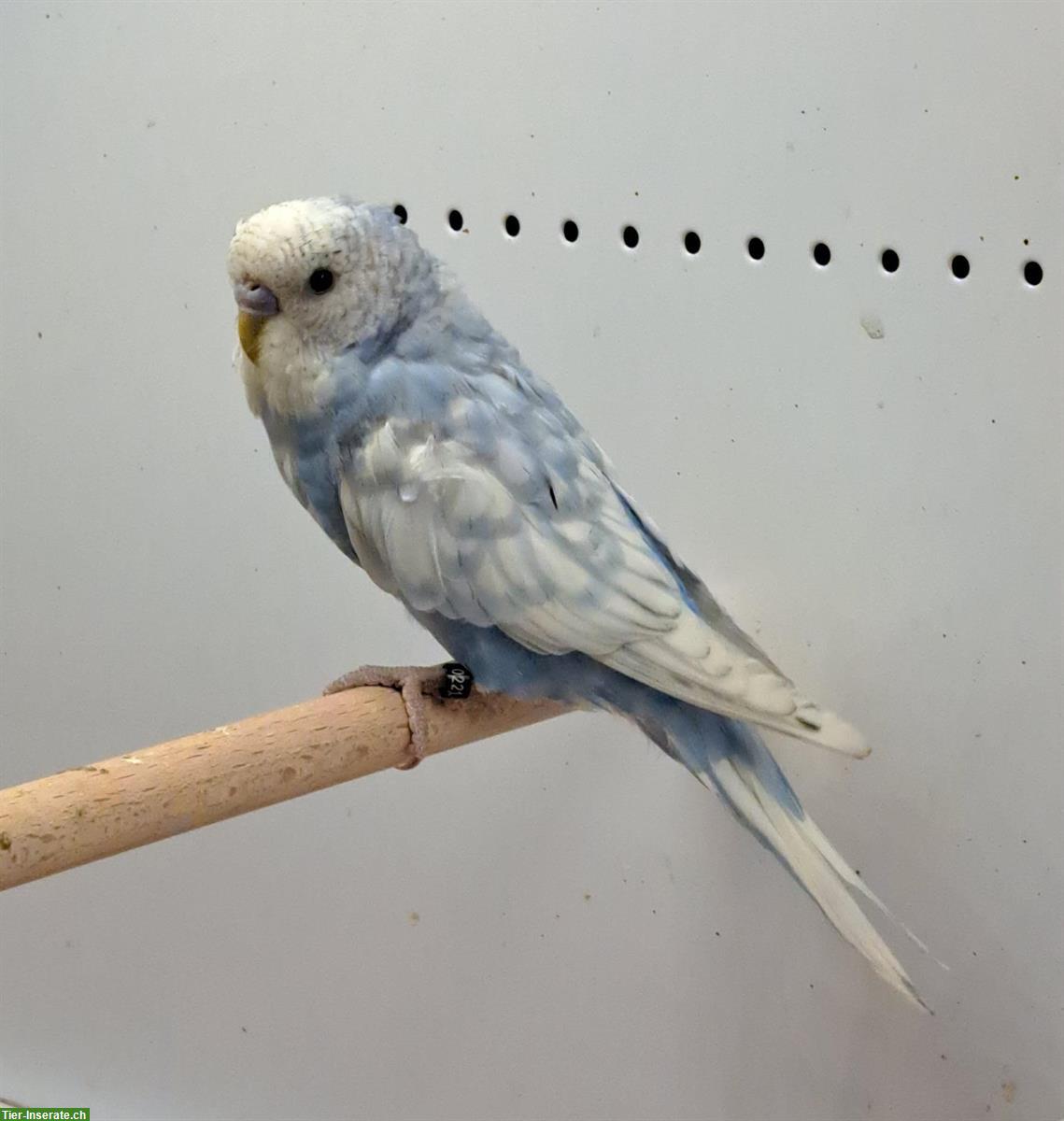 Junger Wellensittich Hahn Blau Spangle Opalin