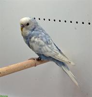 Junger Wellensittich Hahn Blau Spangle Opalin