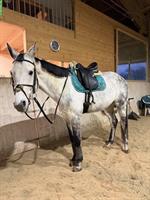 Schicker Allround Wallach 2017 für Dressur-/Springreitern