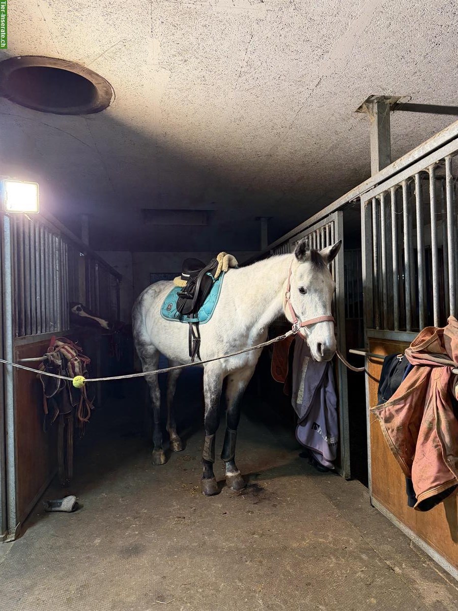 Bild 2: Schicker Allround Wallach 2017 für Dressur-/Springreitern