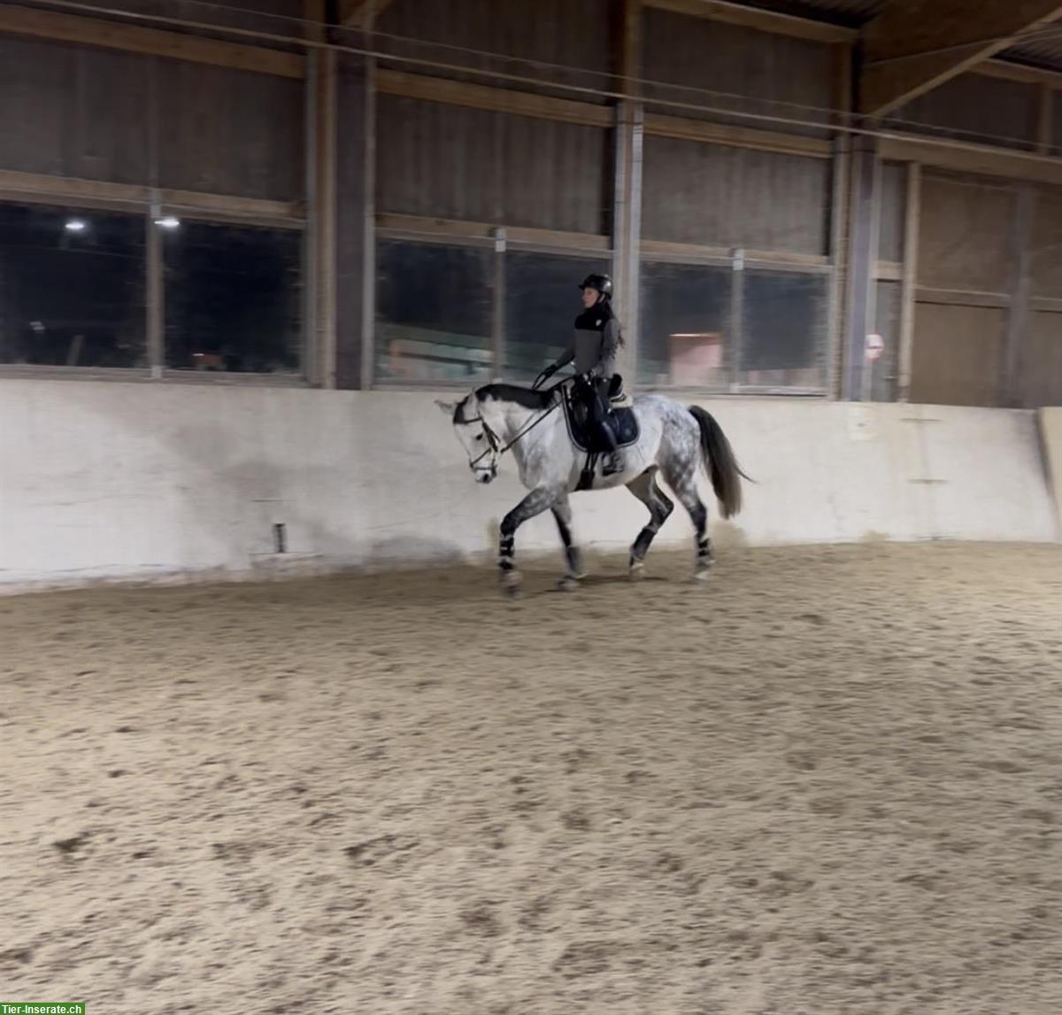 Bild 3: Schicker Allround Wallach 2017 für Dressur-/Springreitern