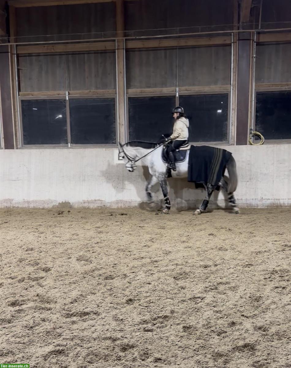 Bild 4: Schicker Allround Wallach 2017 für Dressur-/Springreitern