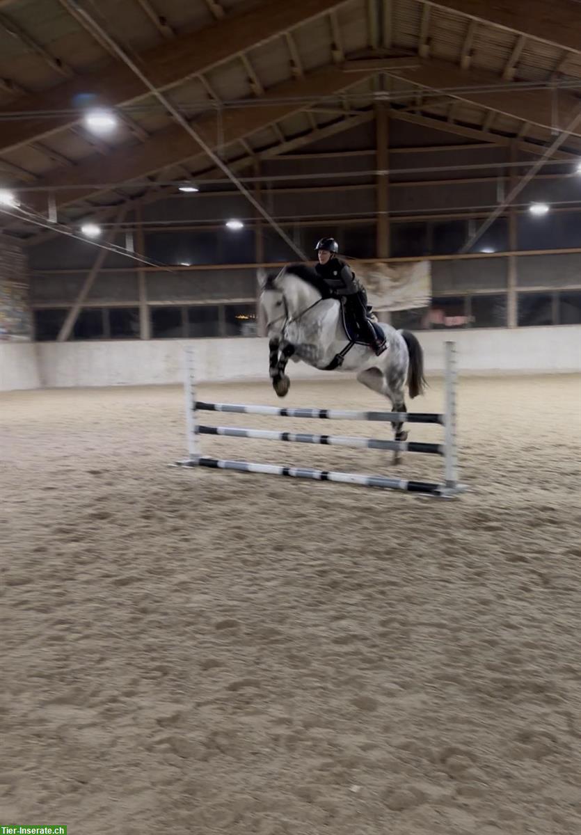 Bild 5: Schicker Allround Wallach 2017 für Dressur-/Springreitern