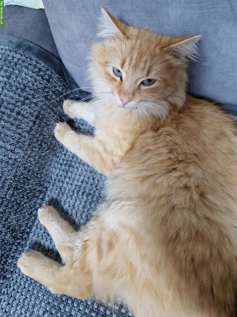 Kater MIKI sucht ein Für-immer-Zuhause