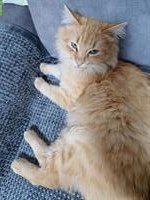 Kater MIKI sucht ein Für-immer-Zuhause